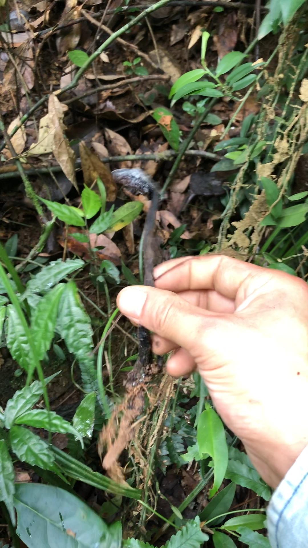 三葉青又名金線吊葫蘆蛇附子土經丸石老鼠全草均可入藥地下塊根藥用最