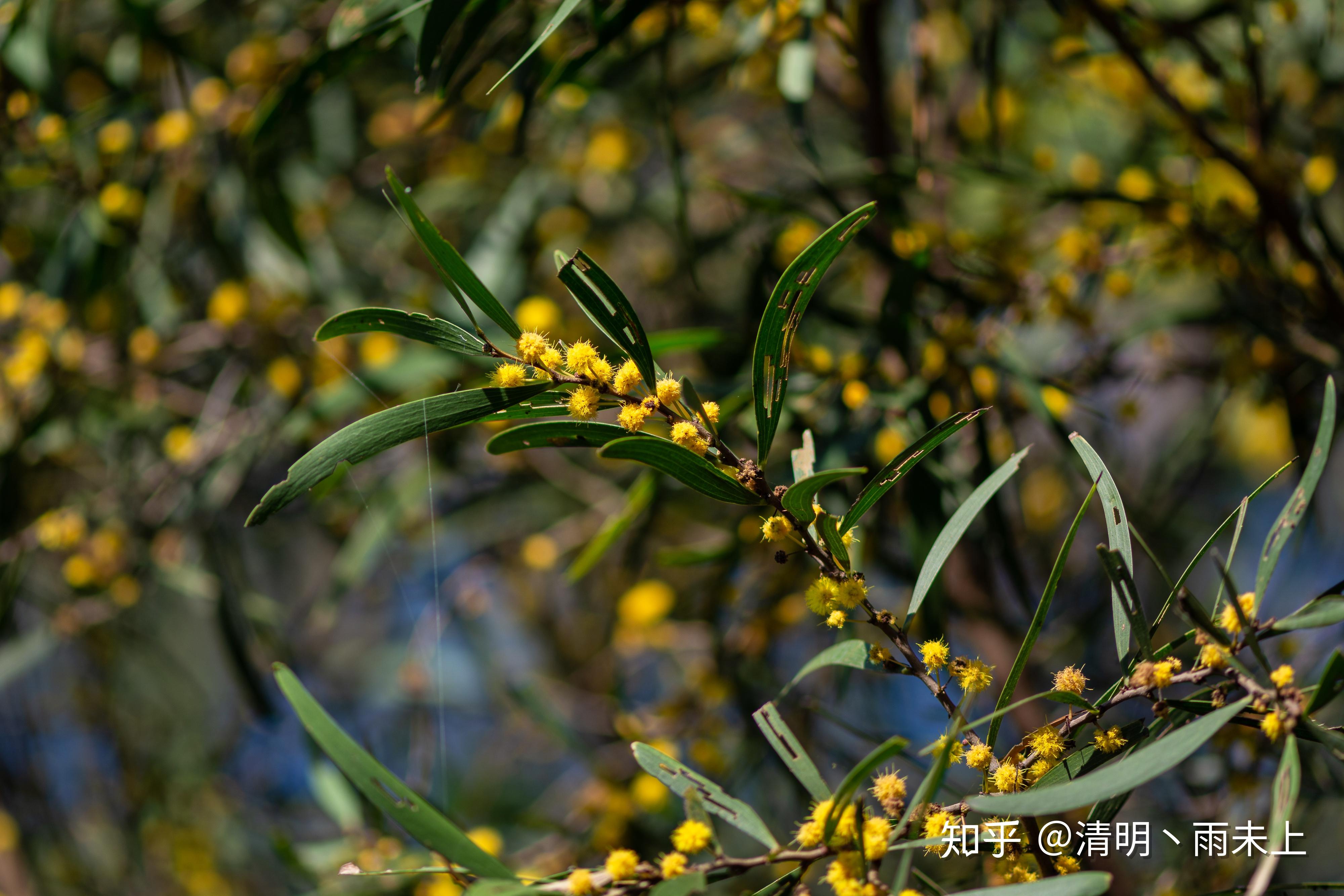 科属:豆科,相思树属别名:相思树,台湾相思树图片:更多精彩植物知识和