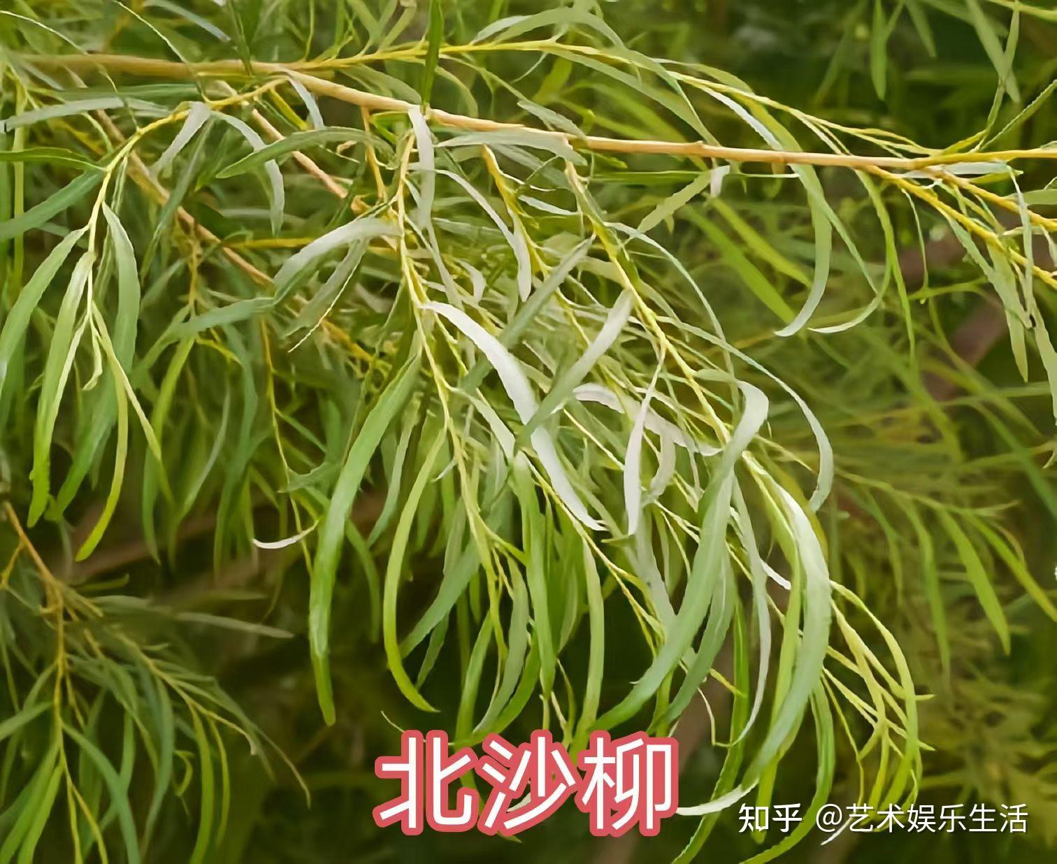 杨柳科植物有哪些 - 知乎