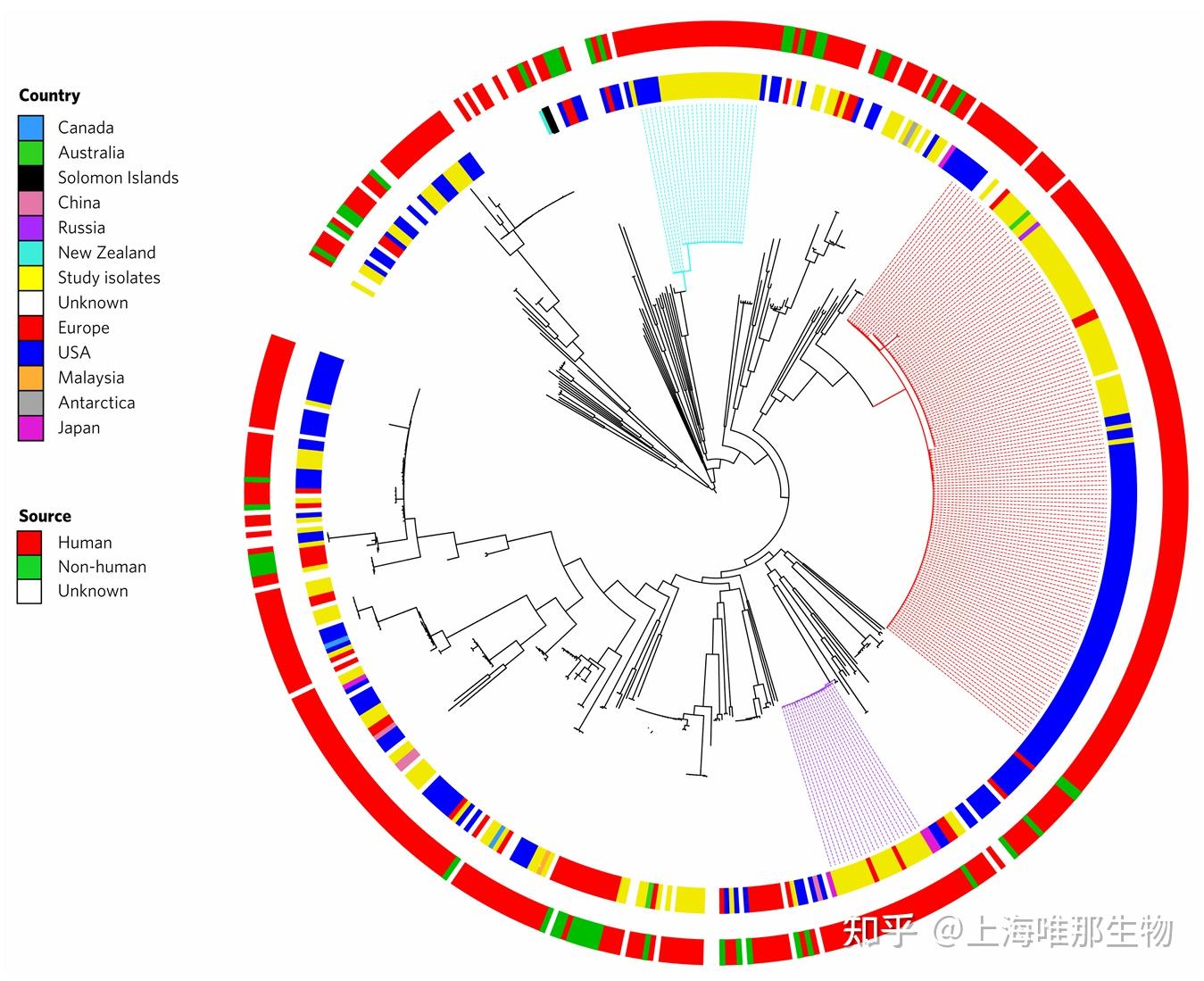 系统发育树的构建与优化：从序列选择到进化树美化 - 知乎