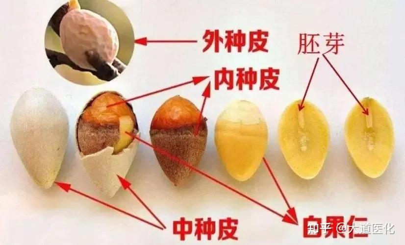 银杏（白果）的功效与作用 - 知乎