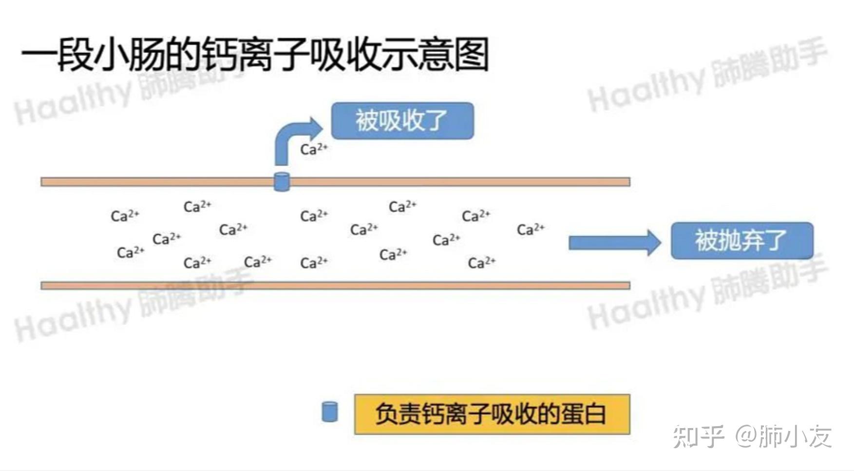 上图是正常数量的钙离子结合蛋白在工作,而下图,则是钙离子结合蛋白不