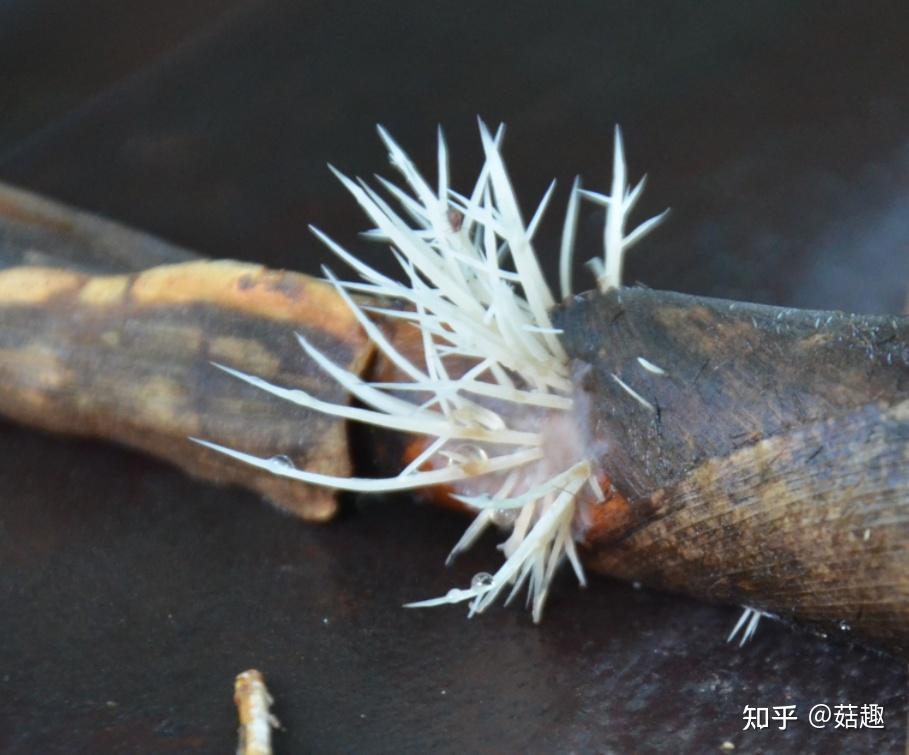 菇趣——白须瑚菌 - 知乎