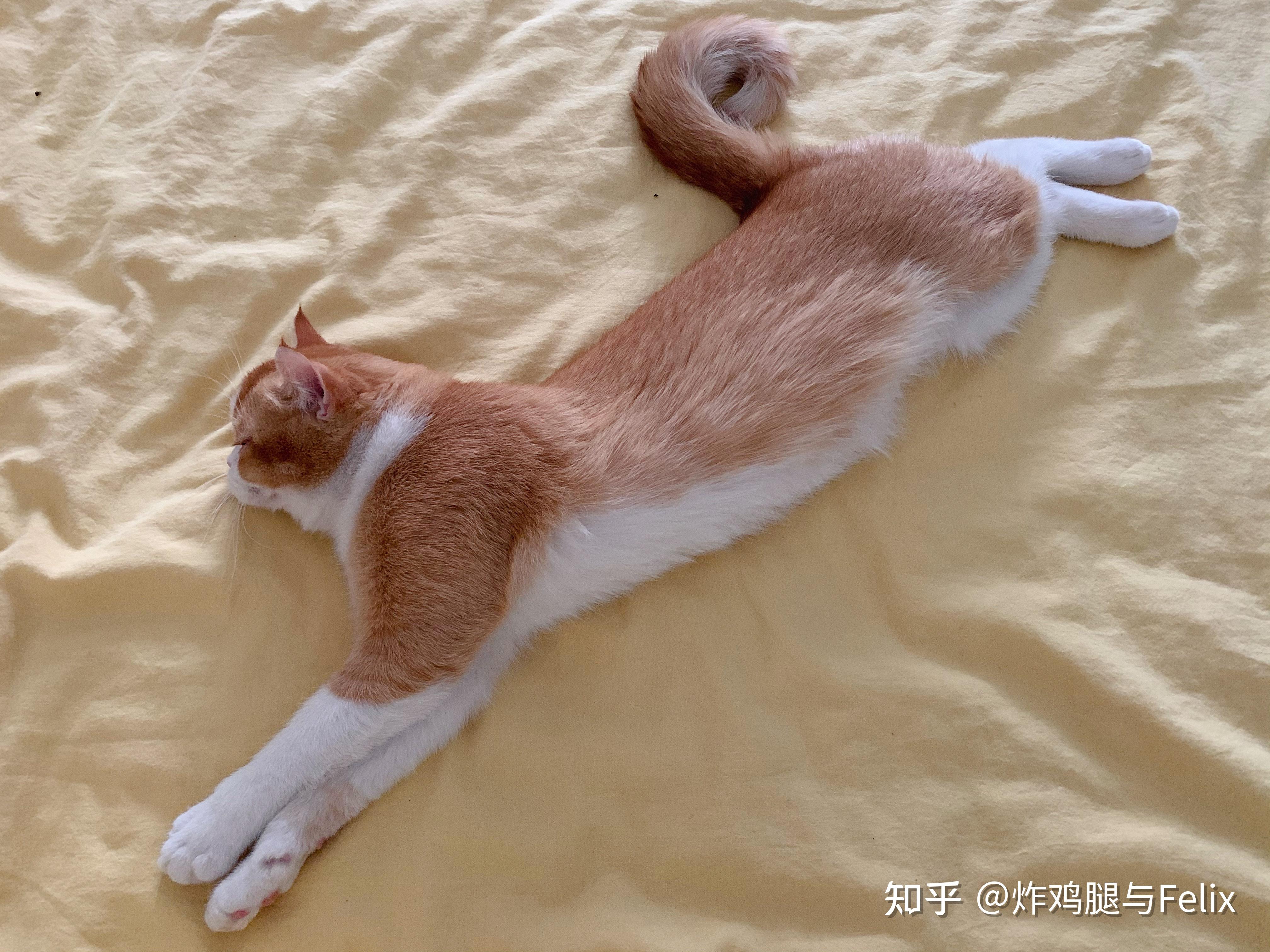 猫咪睡觉卷着尾巴是什么意思