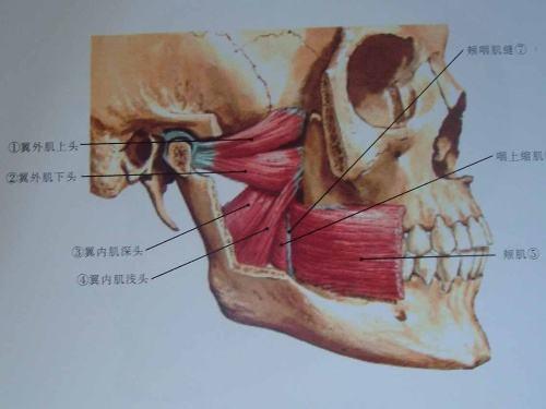 翼内肌起自翼状窝,向下后外走行,止于下颌角的内侧面