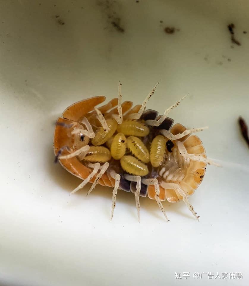 咧叔带你走进办公桌萌宠物世界——鼠妇基础介绍篇 - 知乎