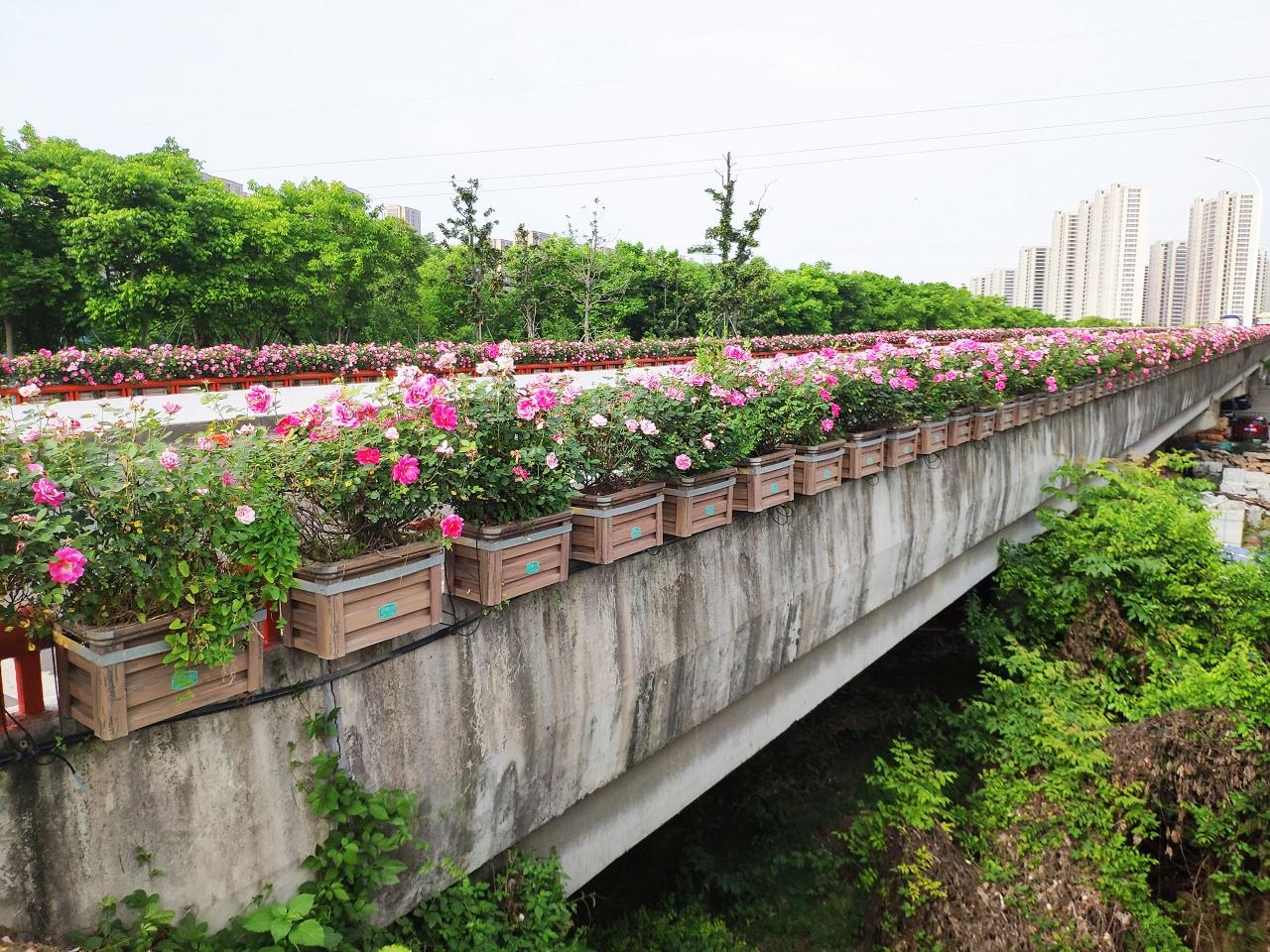 桥梁华丽变身桥梁高架桥这样做绿化太美了