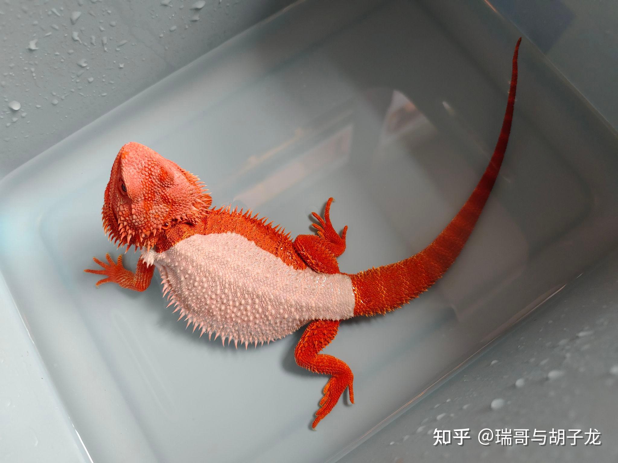 鬃狮蜥饲养教程 - 知乎