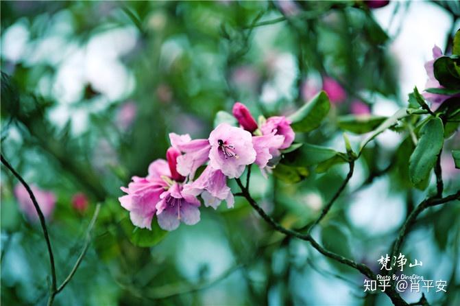梵净山升仙之山,超越时空的净地,世间难得的一方净土-仙气飘飘的梵净山叫什么