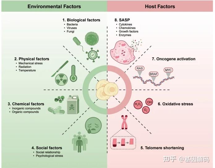 我们为何会老?—— 深入解读衰老的九大生物学密码 - 知乎