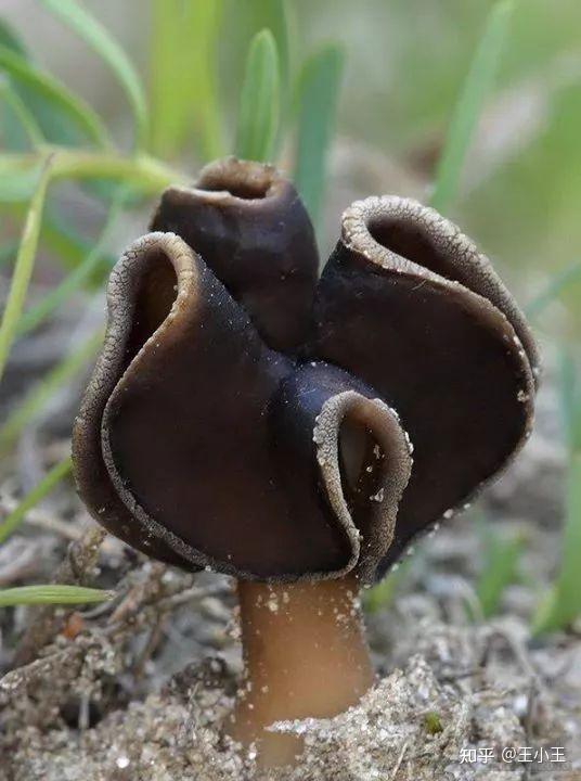黑色滑溜溜的蘑菇图片
