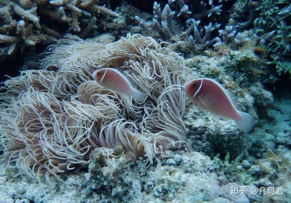 海洋生物学——日本留学 知乎