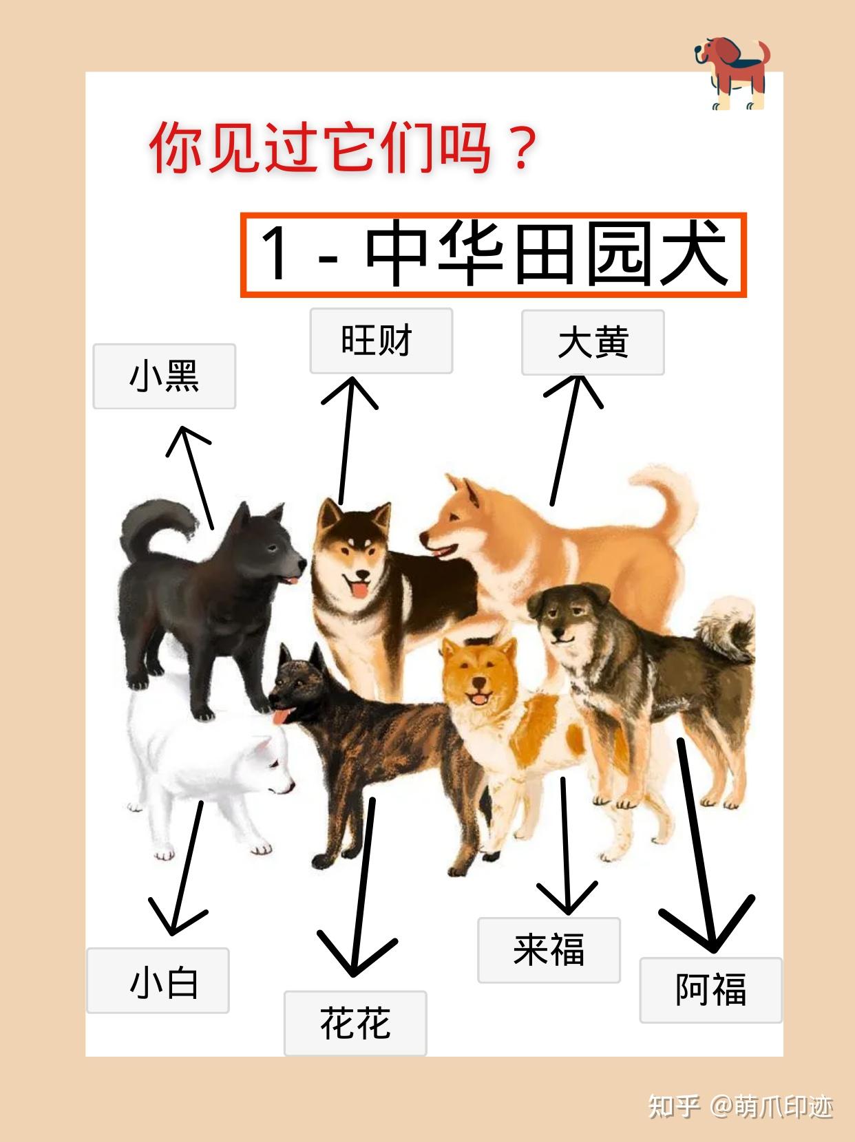 中华田园犬广泛分布于长城以南,青藏高原以东,是华夏文明几千年农耕