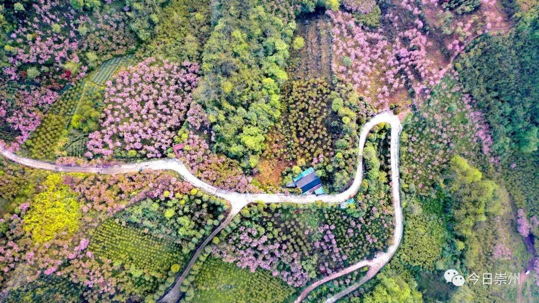 万人游赏崇州樱花