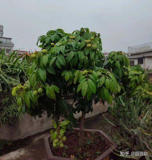 荔枝核千万别扔!福建姑娘靠它种出粉色网红盆栽,教程太简单! - 知乎