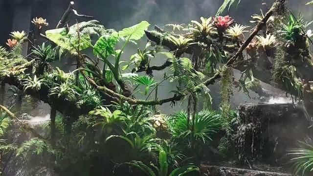 如一景观实景案例|浙江安吉-雨林景观