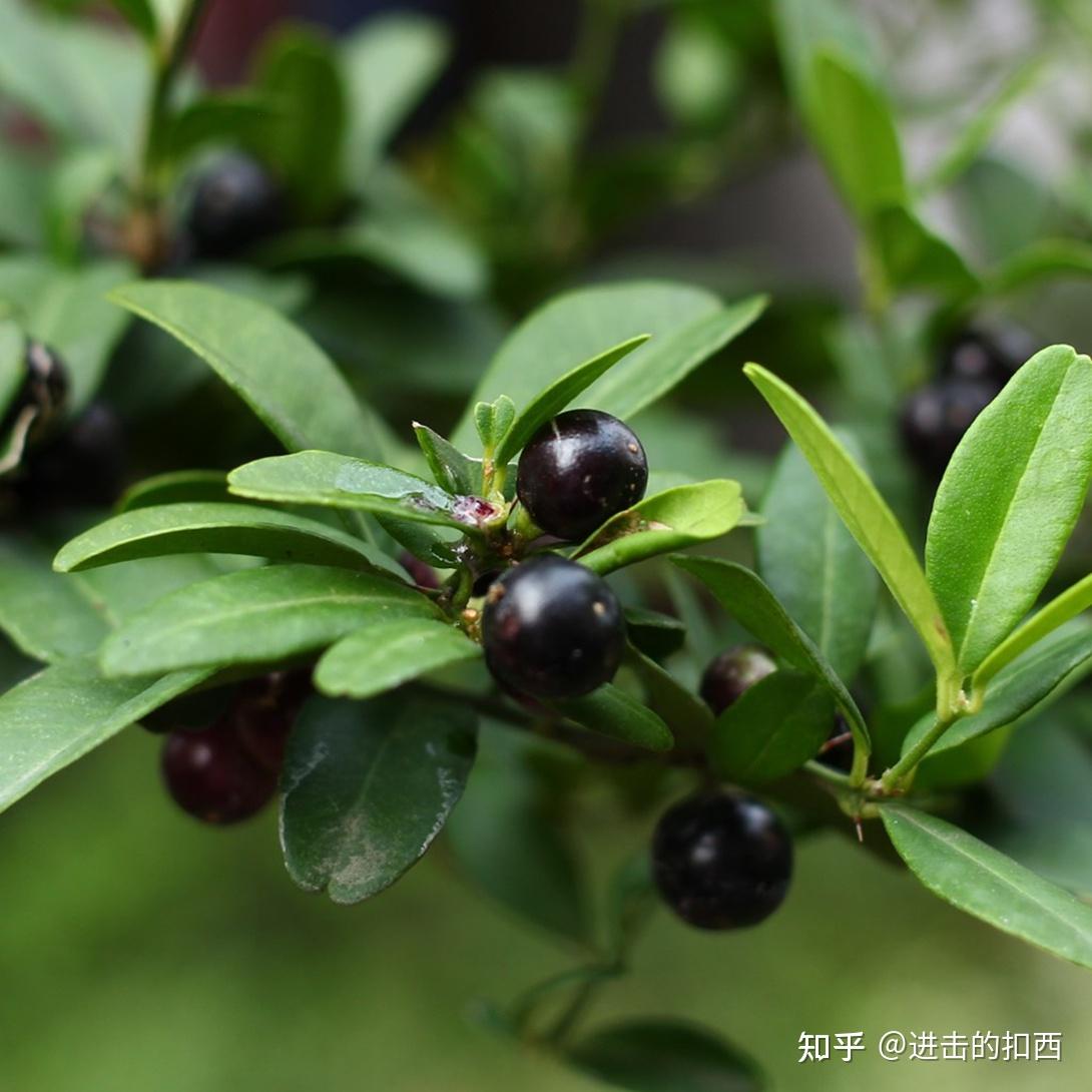 东风菜-铁岭植物-图片