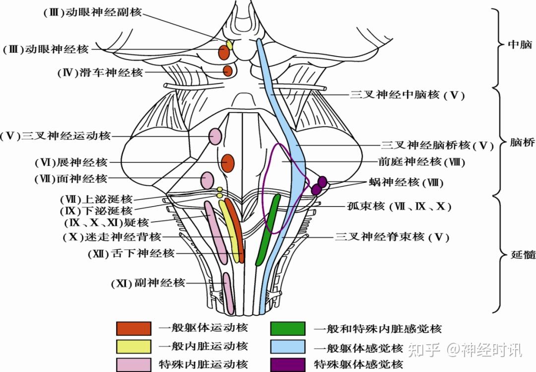 间脑与脑干的解剖生理及病损的定位诊断,一文详解! - 知乎