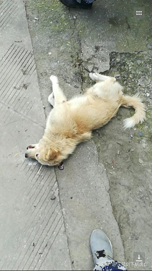 专门杀狗的人会有报应吗?