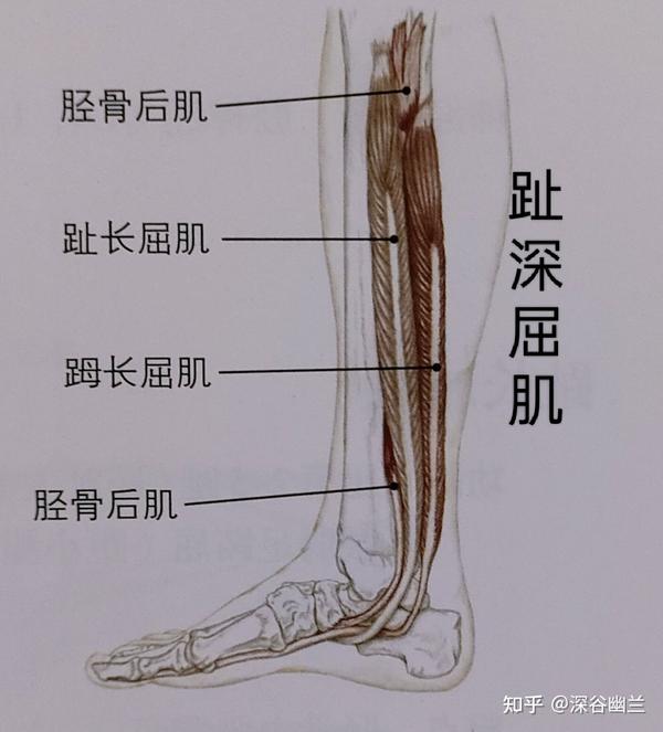 筋膜经线之后表线 - 知乎