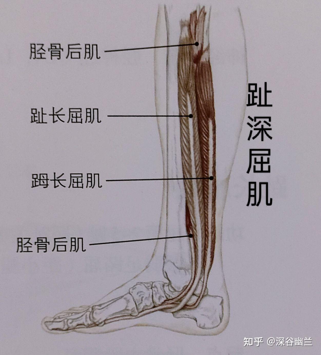 后表链肌肉图片