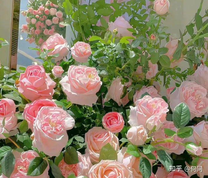 让花成花，让树成树 - 知乎