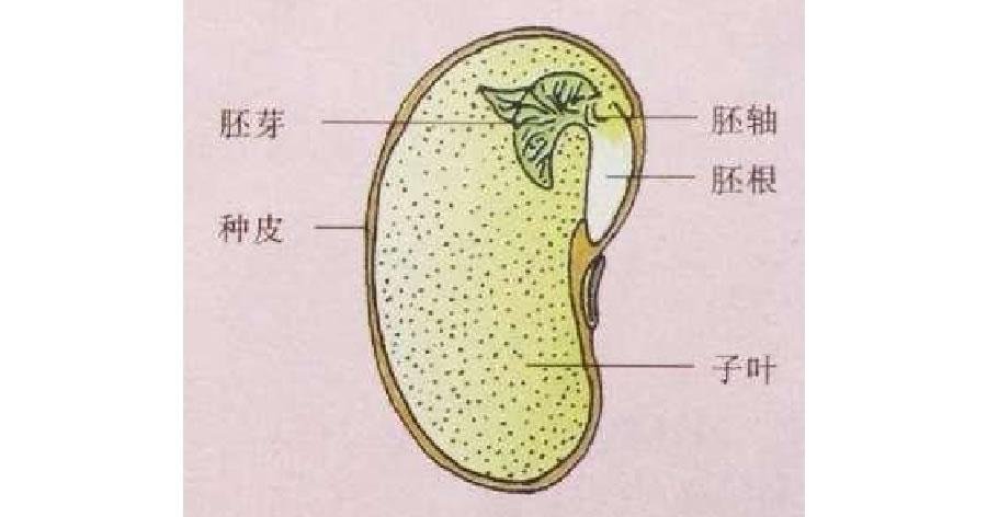 黄豆内部结构图图片