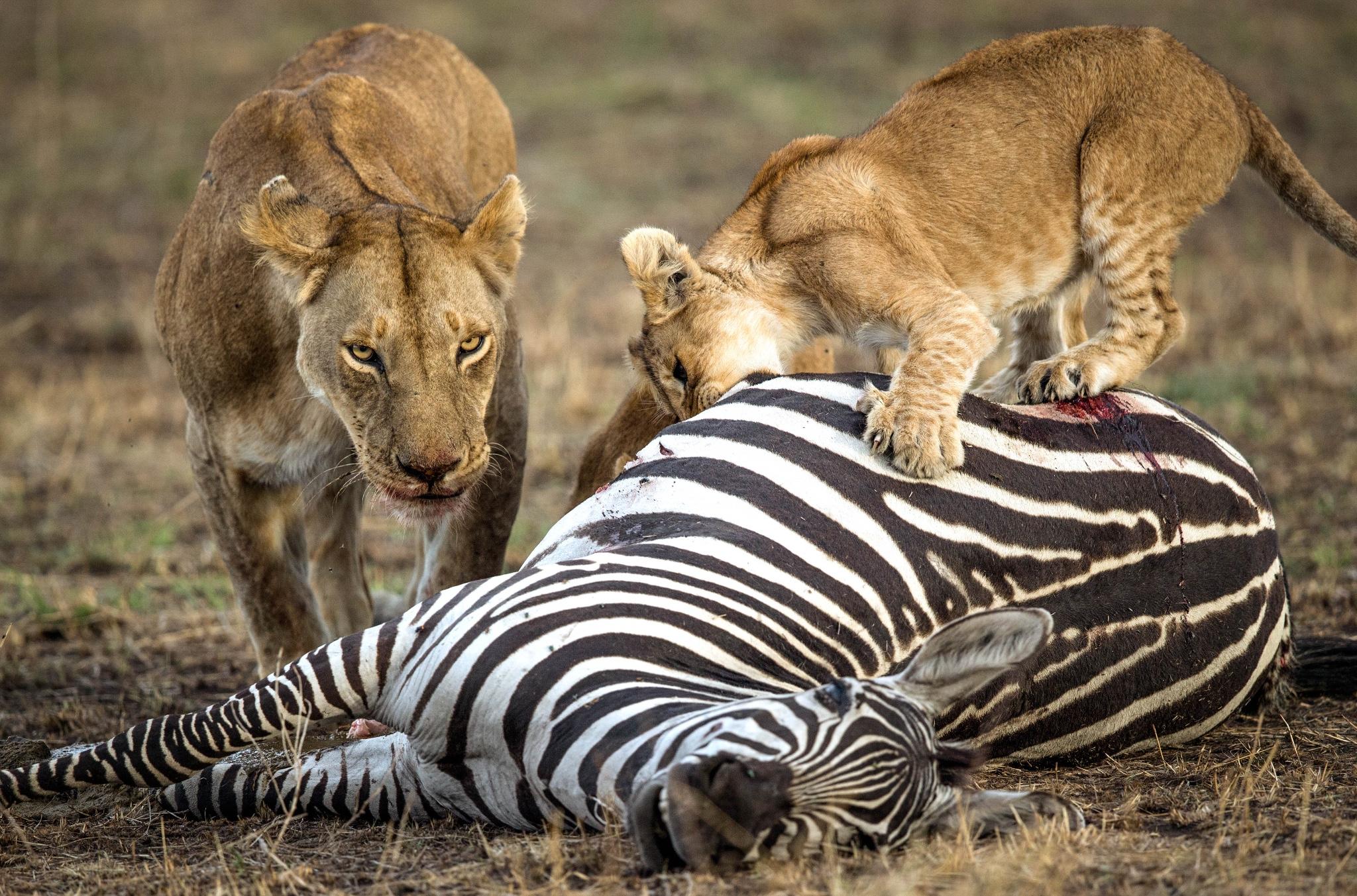 南非野生动物jpg图片免费下载_编号1mmhrqee1_图精灵
