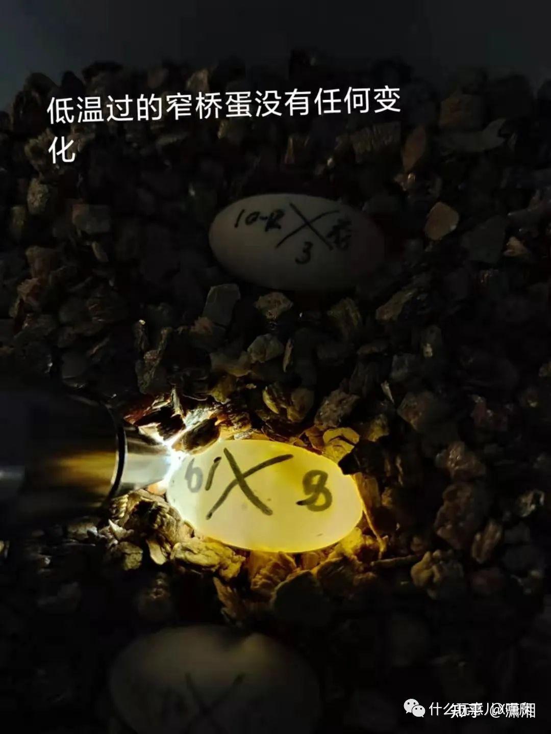 窄桥蛋龟的孵化及滞育，我的探讨与发现 - 知乎