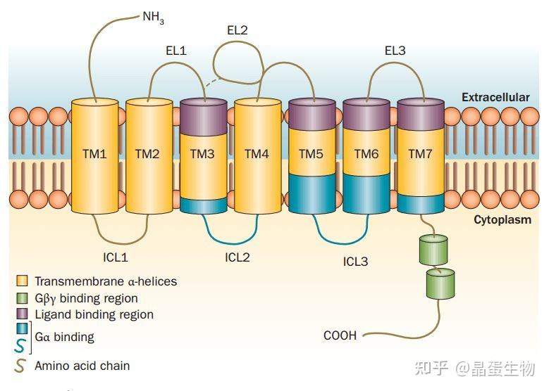 gpcr