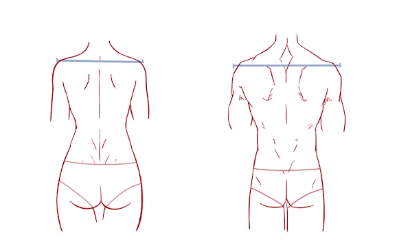 他的肌肉含量比较明显,而女生的背部线条更加