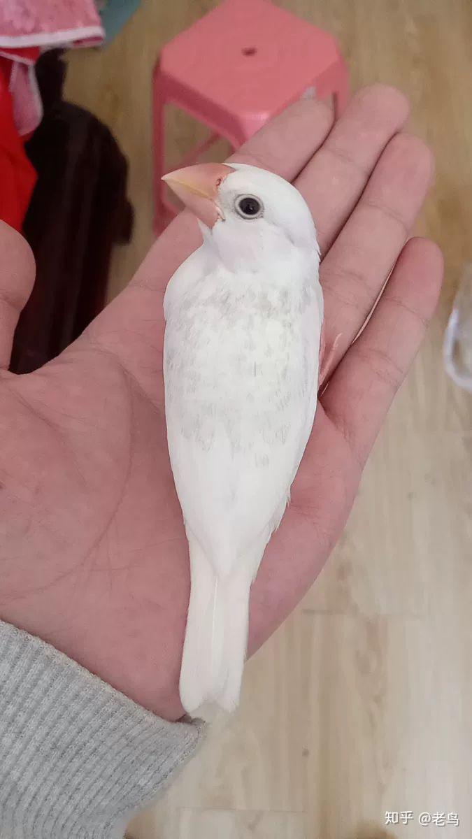 文鸟繁殖记录帖