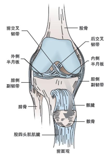 膝关节冠状韧带解剖图片