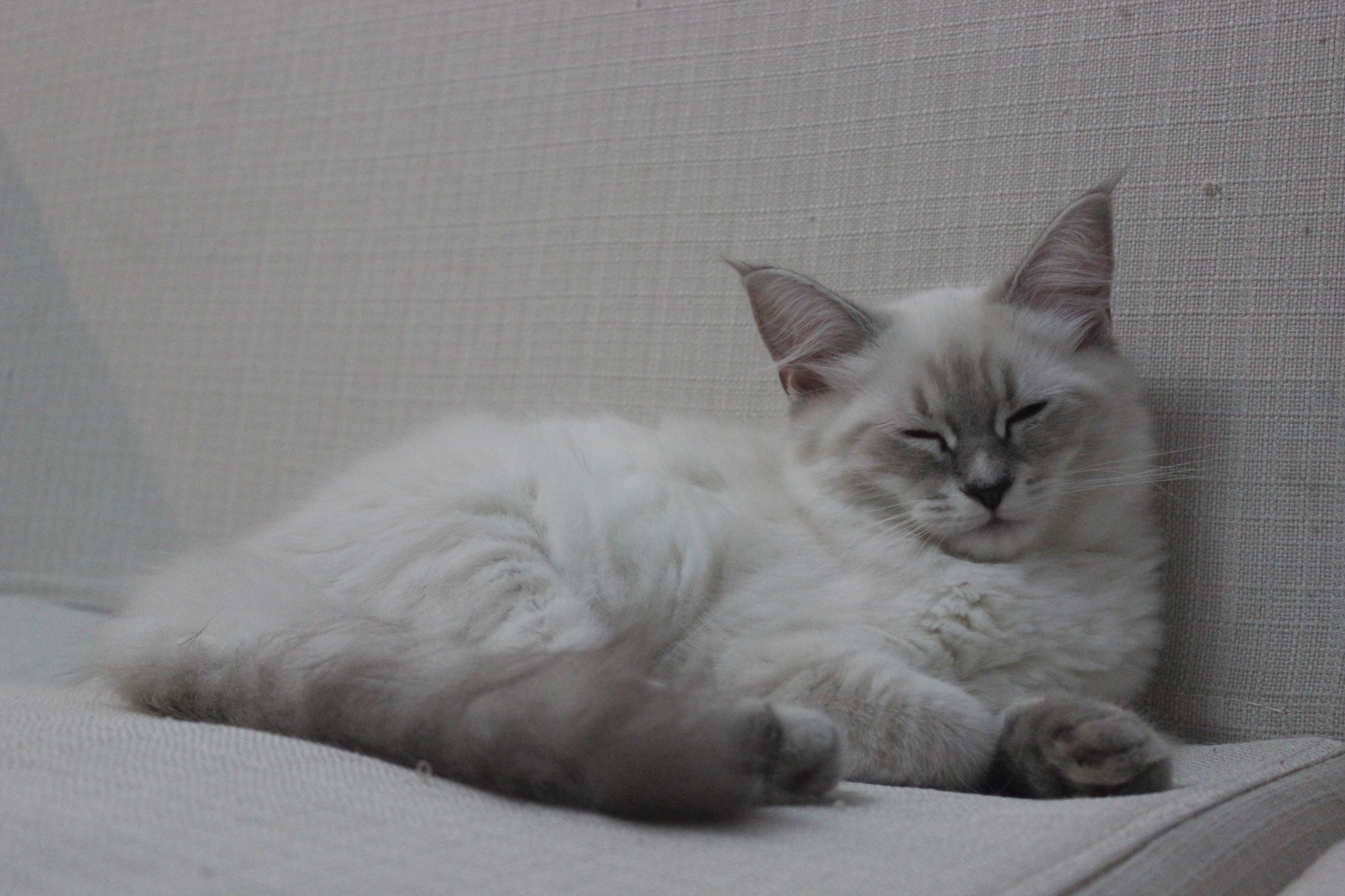 cfaragdollkittencattery养成计划