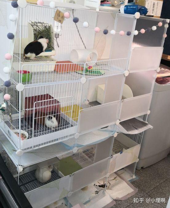 下午时路边的草可以给豚鼠吃吗?