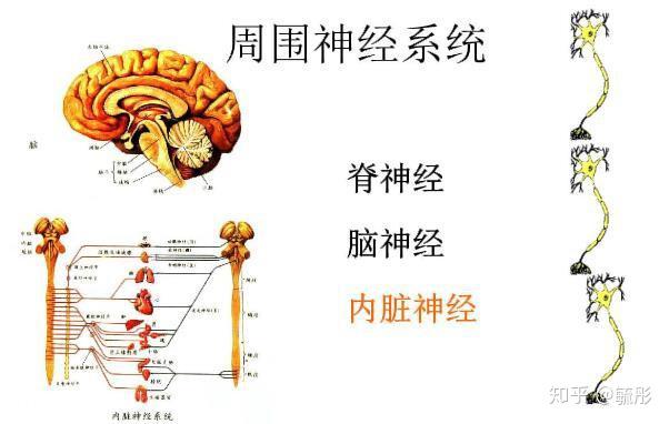 中樞神經系統由腦和脊髓組成,主要功能是整合從身體各個部位接受到的