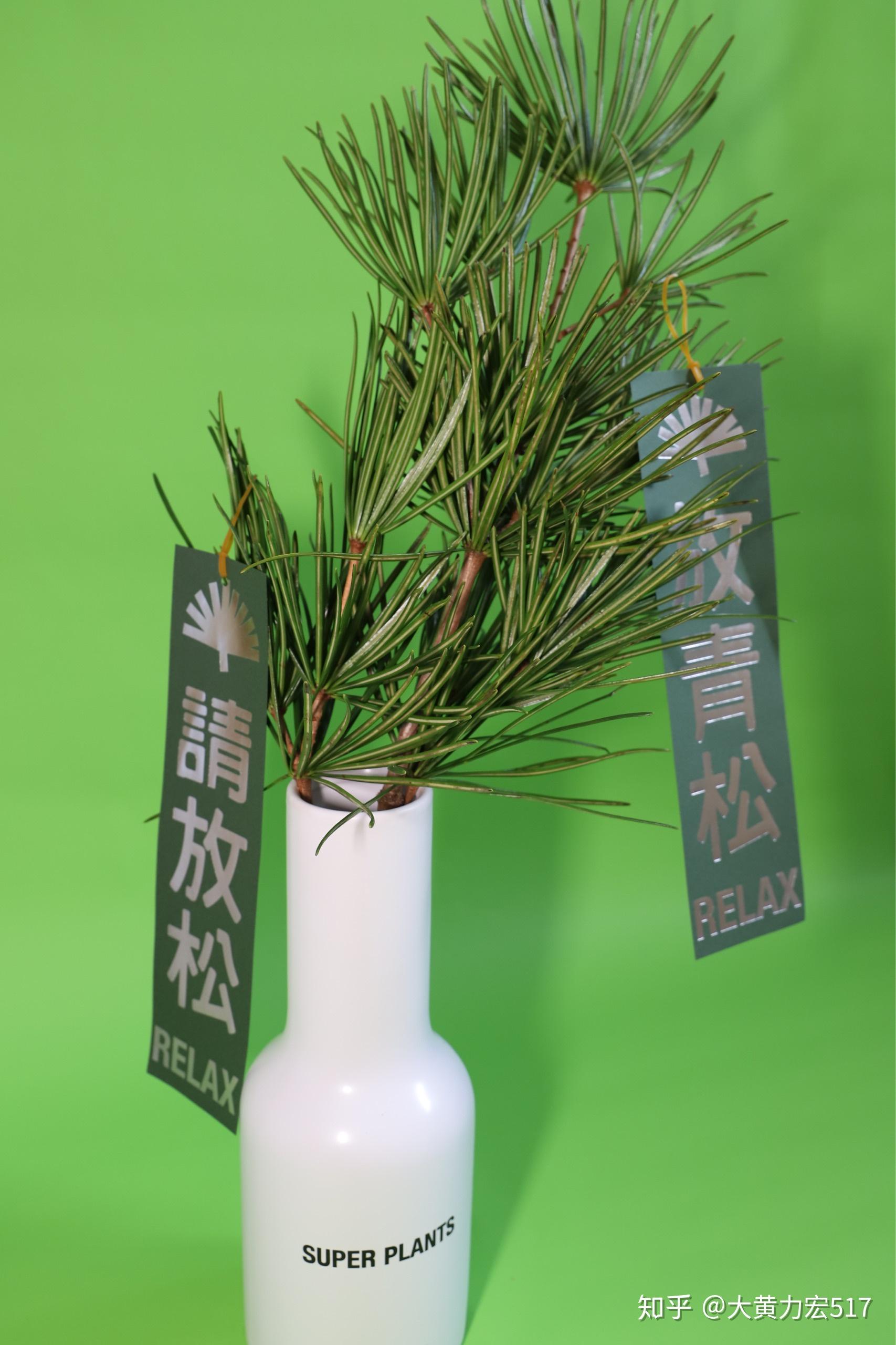 超级植物公司放青松 - 知乎