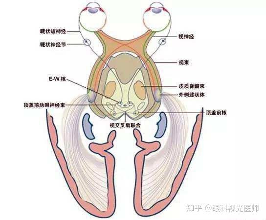 双眼鼻侧偏盲图片