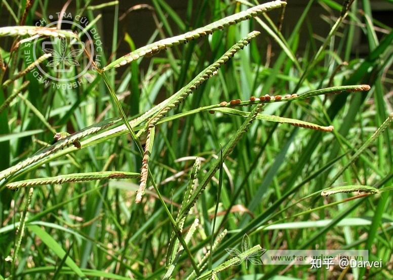 长叶雀稗;窝孔雀稗;皱稃雀稗;圆果雀稗;绉果雀稗;鸭母草;绉稃雀稗;鸭