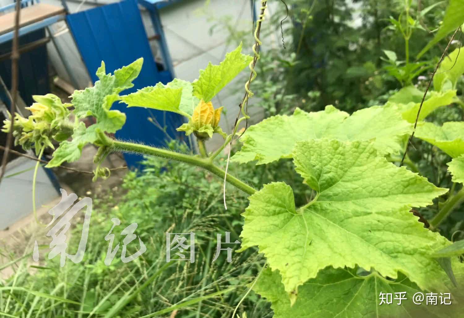 广西南宁仲夏瓜苗花赏多样风光
