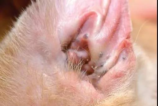 重视 猫耳廓上的小豆豆可能是增生 囊肿或肿瘤 知乎