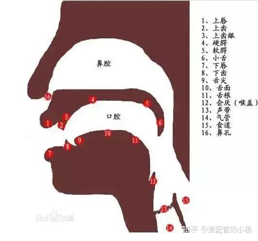一般包括上下颌开闭,唇的展撮,舌的伸缩转动等几项,其中以唇舌练习为