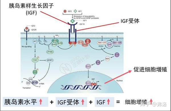 糖尿病竟然成了癌症元凶? - 知乎