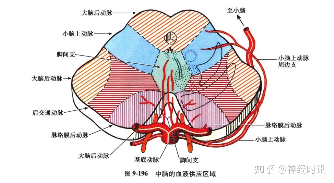 临床&解剖:中脑的血液供应及病变时的临床表现 - 知乎