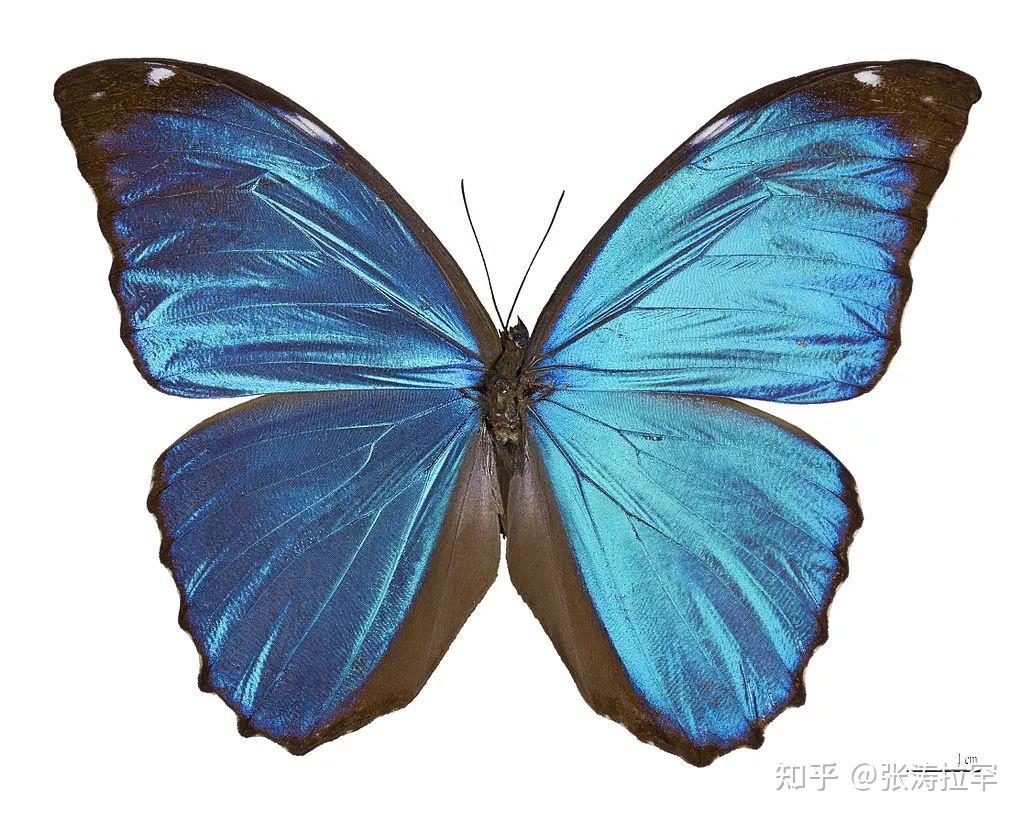 蓝色蝴蝶壁纸