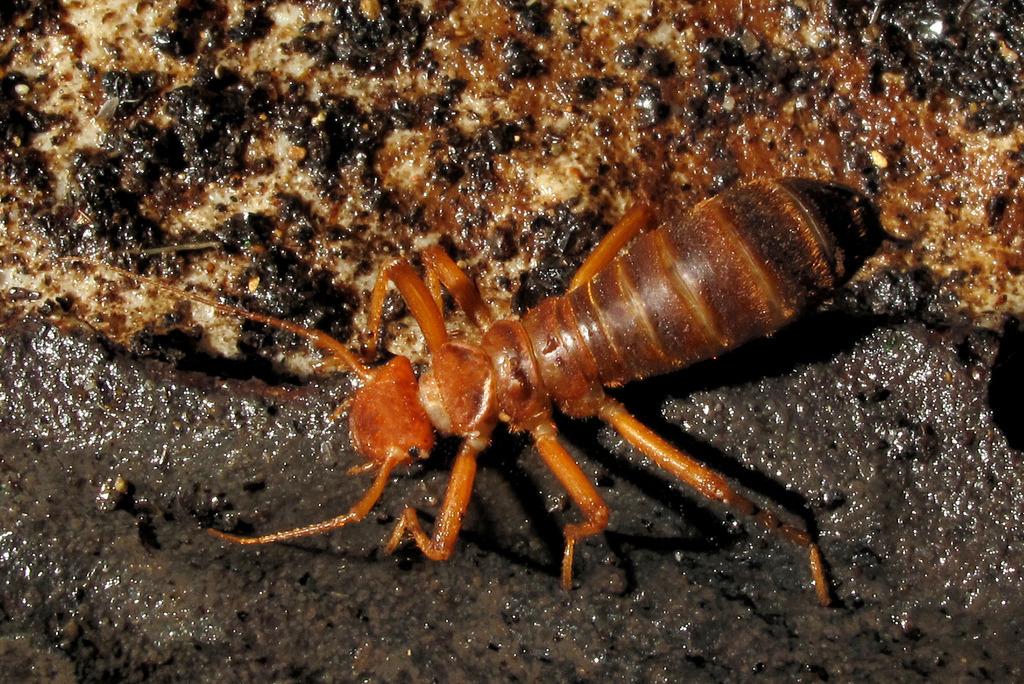 记一次小小的采集