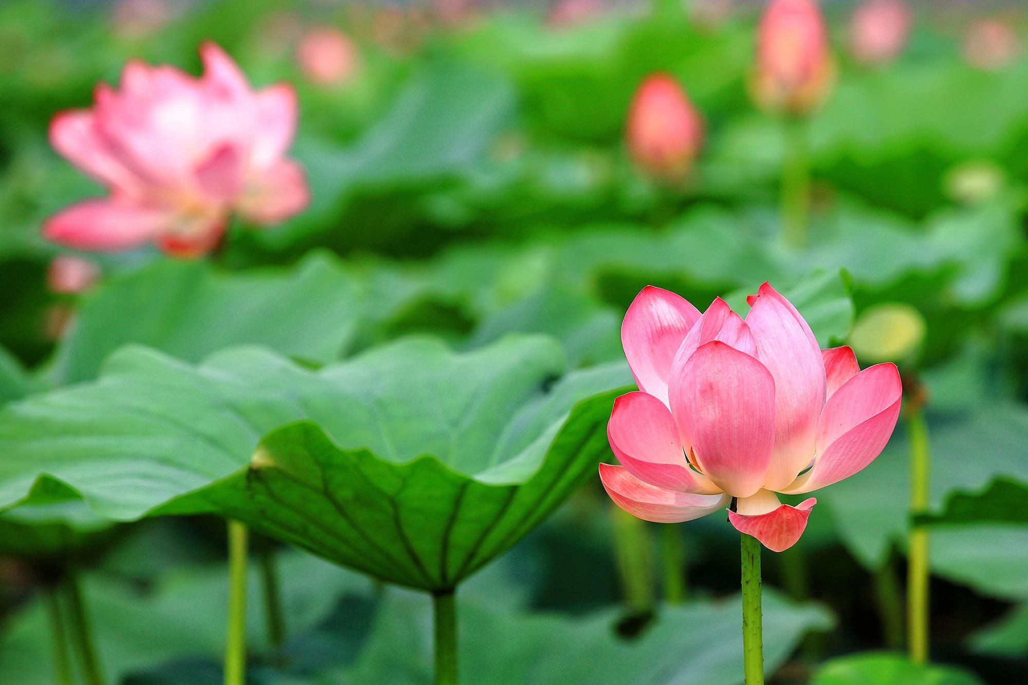 诗意荷花夏日佳作