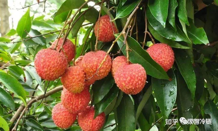 【生鲜水果】荔枝的采后处理与保鲜技术 - 知乎