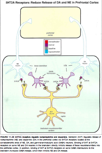 五羟色胺的功能是什么