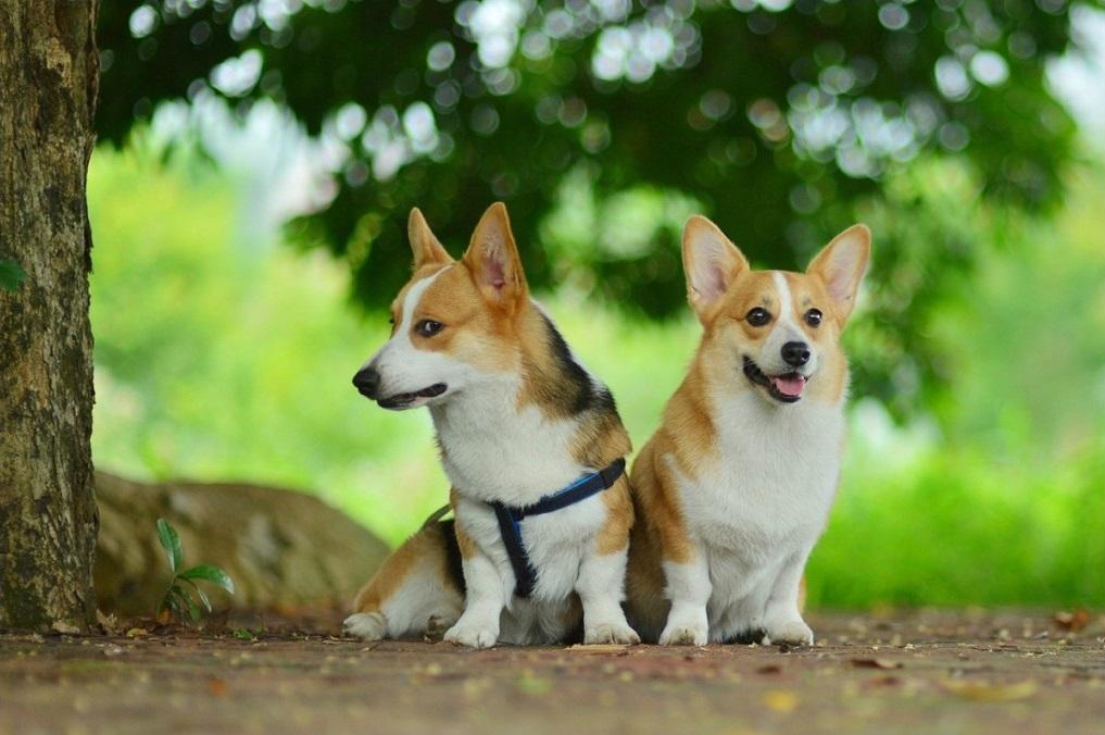 威尔士柯基犬的前世今生——从强健牧牛到短腿卖萌 - 知乎